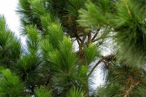 Pine tree branches photo