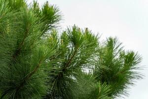 Pine tree branches photo