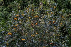 Persimmon tree fresh fruit that is ripened hanging on the branches in plant garden. Juicy fruit and ripe fruit with persimmon trees lovely crisp juicy sweet in Dalat city, Vietnam photo