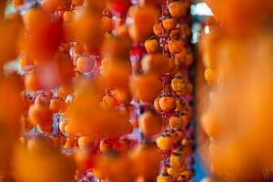 Hanged vietnamese persimmons, traditional food - Dried persimmons in Dalat, Vietnam photo