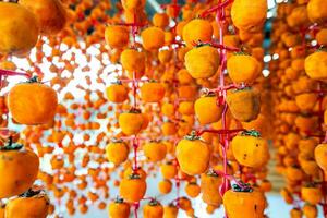 Hanged vietnamese persimmons, traditional food - Dried persimmons in Dalat, Vietnam photo