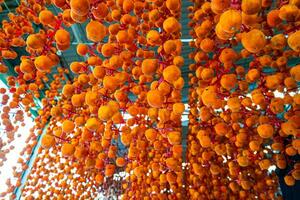 Hanged vietnamese persimmons, traditional food - Dried persimmons in Dalat, Vietnam photo