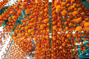 Hanged vietnamese persimmons, traditional food - Dried persimmons in Dalat, Vietnam photo