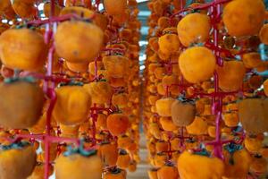 Hanged vietnamese persimmons, traditional food - Dried persimmons in Dalat, Vietnam photo