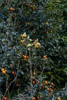 Persimmon tree fresh fruit that is ripened hanging on the branches in plant garden. Juicy fruit and ripe fruit with persimmon trees lovely crisp juicy sweet in Dalat city, Vietnam photo