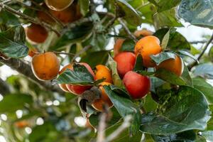 Persimmon tree fresh fruit that is ripened hanging on the branches in plant garden. Juicy fruit and ripe fruit with persimmon trees lovely crisp juicy sweet in Dalat city, Vietnam photo