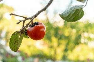 Persimmon tree fresh fruit that is ripened hanging on the branches in plant garden. Juicy fruit and ripe fruit with persimmon trees lovely crisp juicy sweet in Dalat city, Vietnam photo
