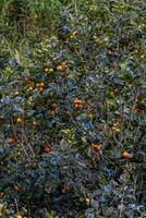 Persimmon tree fresh fruit that is ripened hanging on the branches in plant garden. Juicy fruit and ripe fruit with persimmon trees lovely crisp juicy sweet in Dalat city, Vietnam photo