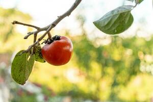 Persimmon tree fresh fruit that is ripened hanging on the branches in plant garden. Juicy fruit and ripe fruit with persimmon trees lovely crisp juicy sweet in Dalat city, Vietnam photo