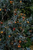 Persimmon tree fresh fruit that is ripened hanging on the branches in plant garden. Juicy fruit and ripe fruit with persimmon trees lovely crisp juicy sweet in Dalat city, Vietnam photo