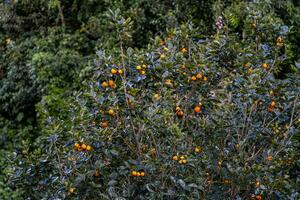 Persimmon tree fresh fruit that is ripened hanging on the branches in plant garden. Juicy fruit and ripe fruit with persimmon trees lovely crisp juicy sweet in Dalat city, Vietnam photo