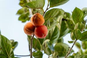 Persimmon tree fresh fruit that is ripened hanging on the branches in plant garden. Juicy fruit and ripe fruit with persimmon trees lovely crisp juicy sweet in Dalat city, Vietnam photo