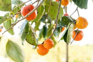 Persimmon tree fresh fruit that is ripened hanging on the branches in plant garden. Juicy fruit and ripe fruit with persimmon trees lovely crisp juicy sweet in Dalat city, Vietnam photo
