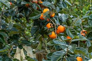 Persimmon tree fresh fruit that is ripened hanging on the branches in plant garden. Juicy fruit and ripe fruit with persimmon trees lovely crisp juicy sweet in Dalat city, Vietnam photo