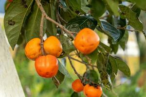 Persimmon tree fresh fruit that is ripened hanging on the branches in plant garden. Juicy fruit and ripe fruit with persimmon trees lovely crisp juicy sweet in Dalat city, Vietnam photo