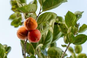 Persimmon tree fresh fruit that is ripened hanging on the branches in plant garden. Juicy fruit and ripe fruit with persimmon trees lovely crisp juicy sweet in Dalat city, Vietnam photo