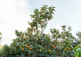 Persimmon tree fresh fruit that is ripened hanging on the branches in plant garden. Juicy fruit and ripe fruit with persimmon trees lovely crisp juicy sweet in Dalat city, Vietnam photo