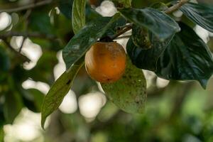 Persimmon tree fresh fruit that is ripened hanging on the branches in plant garden. Juicy fruit and ripe fruit with persimmon trees lovely crisp juicy sweet in Dalat city, Vietnam photo