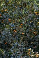 Persimmon tree fresh fruit that is ripened hanging on the branches in plant garden. Juicy fruit and ripe fruit with persimmon trees lovely crisp juicy sweet in Dalat city, Vietnam photo