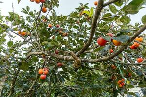 Persimmon tree fresh fruit that is ripened hanging on the branches in plant garden. Juicy fruit and ripe fruit with persimmon trees lovely crisp juicy sweet in Dalat city, Vietnam photo