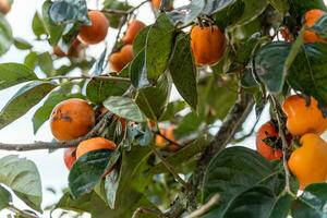 Persimmon tree fresh fruit that is ripened hanging on the branches in plant garden. Juicy fruit and ripe fruit with persimmon trees lovely crisp juicy sweet in Dalat city, Vietnam photo