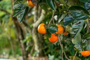 Persimmon tree fresh fruit that is ripened hanging on the branches in plant garden. Juicy fruit and ripe fruit with persimmon trees lovely crisp juicy sweet in Dalat city, Vietnam photo