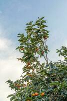 Persimmon tree fresh fruit that is ripened hanging on the branches in plant garden. Juicy fruit and ripe fruit with persimmon trees lovely crisp juicy sweet in Dalat city, Vietnam photo