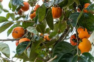Persimmon tree fresh fruit that is ripened hanging on the branches in plant garden. Juicy fruit and ripe fruit with persimmon trees lovely crisp juicy sweet in Dalat city, Vietnam photo