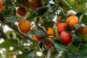 Persimmon tree fresh fruit that is ripened hanging on the branches in plant garden. Juicy fruit and ripe fruit with persimmon trees lovely crisp juicy sweet in Dalat city, Vietnam photo