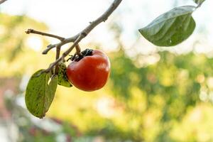 Persimmon tree fresh fruit that is ripened hanging on the branches in plant garden. Juicy fruit and ripe fruit with persimmon trees lovely crisp juicy sweet in Dalat city, Vietnam photo