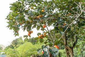 Persimmon tree fresh fruit that is ripened hanging on the branches in plant garden. Juicy fruit and ripe fruit with persimmon trees lovely crisp juicy sweet in Dalat city, Vietnam photo