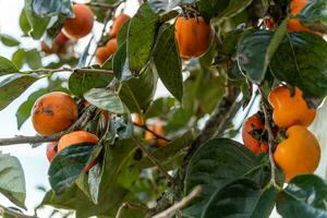 Persimmon tree fresh fruit that is ripened hanging on the branches in plant garden. Juicy fruit and ripe fruit with persimmon trees lovely crisp juicy sweet in Dalat city, Vietnam photo