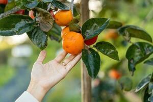 woman hands cutting picking ripe persimmons fruit hanging on tree in Dalat, Vietnam photo