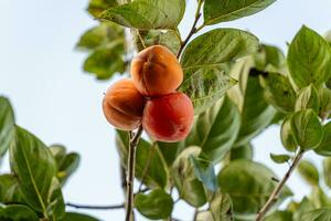 Persimmon tree fresh fruit that is ripened hanging on the branches in plant garden. Juicy fruit and ripe fruit with persimmon trees lovely crisp juicy sweet in Dalat city, Vietnam photo