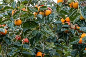 Persimmon tree fresh fruit that is ripened hanging on the branches in plant garden. Juicy fruit and ripe fruit with persimmon trees lovely crisp juicy sweet in Dalat city, Vietnam photo