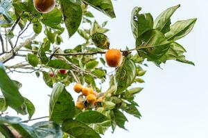 caqui árbol Fresco Fruta ese es madurado colgando en el ramas en planta jardín. jugoso Fruta y maduro Fruta con caqui arboles encantador crujiente jugoso dulce en dalat ciudad, Vietnam foto