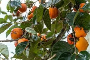 Persimmon tree fresh fruit that is ripened hanging on the branches in plant garden. Juicy fruit and ripe fruit with persimmon trees lovely crisp juicy sweet in Dalat city, Vietnam photo