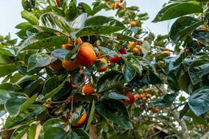 Persimmon tree fresh fruit that is ripened hanging on the branches in plant garden. Juicy fruit and ripe fruit with persimmon trees lovely crisp juicy sweet in Dalat city, Vietnam photo