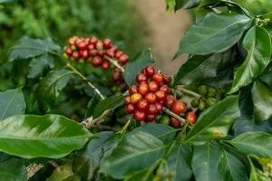 Coffee beans ripening, fresh coffee, red berry branch, industry agriculture on tree in Vietnam photo