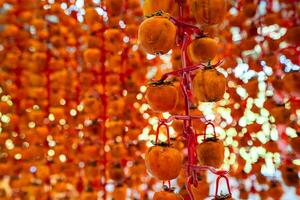 Hanged vietnamese persimmons, traditional food - Dried persimmons in Dalat, Vietnam photo