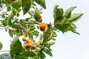 caqui árbol Fresco Fruta ese es madurado colgando en el ramas en planta jardín. jugoso Fruta y maduro Fruta con caqui arboles encantador crujiente jugoso dulce en dalat ciudad, Vietnam foto