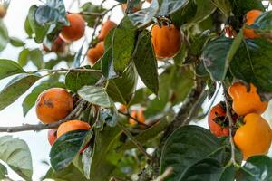 Persimmon tree fresh fruit that is ripened hanging on the branches in plant garden. Juicy fruit and ripe fruit with persimmon trees lovely crisp juicy sweet in Dalat city, Vietnam photo