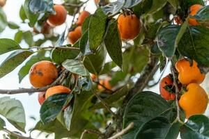 Persimmon tree fresh fruit that is ripened hanging on the branches in plant garden. Juicy fruit and ripe fruit with persimmon trees lovely crisp juicy sweet in Dalat city, Vietnam photo