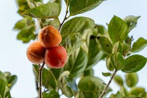Persimmon tree fresh fruit that is ripened hanging on the branches in plant garden. Juicy fruit and ripe fruit with persimmon trees lovely crisp juicy sweet in Dalat city, Vietnam photo