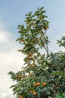 Persimmon tree fresh fruit that is ripened hanging on the branches in plant garden. Juicy fruit and ripe fruit with persimmon trees lovely crisp juicy sweet in Dalat city, Vietnam photo