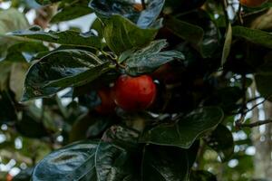 Persimmon tree fresh fruit that is ripened hanging on the branches in plant garden. Juicy fruit and ripe fruit with persimmon trees lovely crisp juicy sweet in Dalat city, Vietnam photo