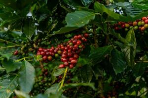 arabica coffee berries with agriculturist hands, robusta and arabica coffee berries with woman hands in Vietnam photo