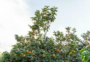 Persimmon tree fresh fruit that is ripened hanging on the branches in plant garden. Juicy fruit and ripe fruit with persimmon trees lovely crisp juicy sweet in Dalat city, Vietnam photo