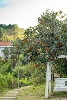 Persimmon tree fresh fruit that is ripened hanging on the branches in plant garden. Juicy fruit and ripe fruit with persimmon trees lovely crisp juicy sweet in Dalat city, Vietnam photo