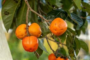 Persimmon tree fresh fruit that is ripened hanging on the branches in plant garden. Juicy fruit and ripe fruit with persimmon trees lovely crisp juicy sweet in Dalat city, Vietnam photo
